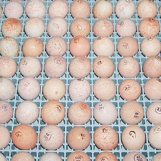 Venta de Huevos